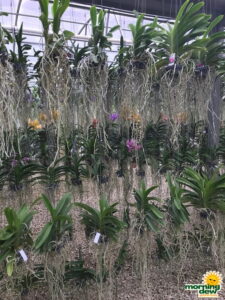 Flowering Orchid Vanda 6 in