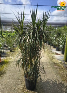 Dracaena Marginata Candelabra 14 in