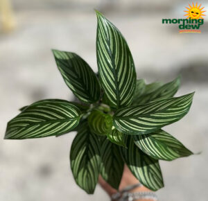 Calathea Vittata 4 in