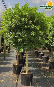 Ficus Moclame