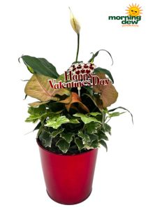 Valentine's Day Gardens 4.5 in