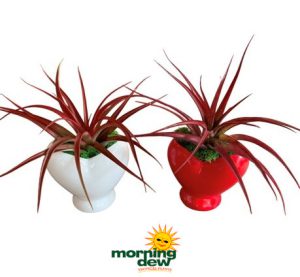 Valentine's Day Tillandsia Heart 3 in