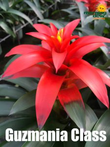 ~Plantstravaganza~Bromeliad Guzmania Class 5 in