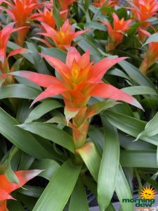 ~Plantstravaganza~Bromeliad Guzmania Orangeade 6 in