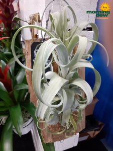 ~Plantstravaganza~Bromeliad Tillandsia Curly Slim 10 in