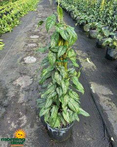 Totem Philo Monstera Siltepecana 10 in