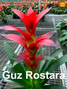 ~Plantstravaganza~Bromeliad Guzmania Rostara 5 in