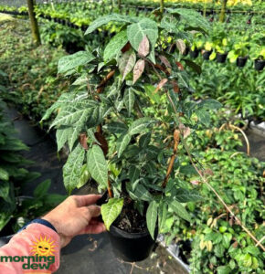 Bignonia Argyro Violacea 6 in