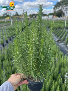 Herbs Rosemary 6 in