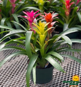 Bromeliad Gardens 8 in