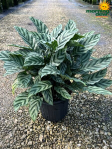 Calathea Freddie 8 in