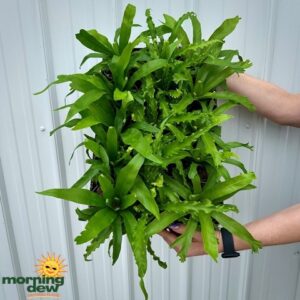 Fern Birdsnest Assorted 4 in