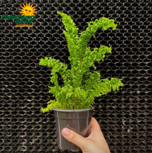 Fern Boston Curly 4 in
