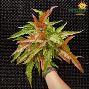 Fern Pteris Tricolor 6 in
