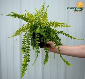 Fern Tiger 6 in