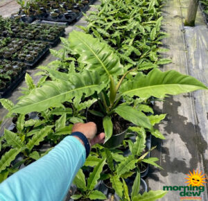 Philodendron Narrow Escape 6 in