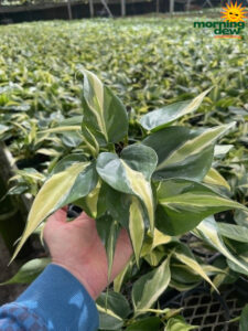Philodendron Silver Stripe 4 in