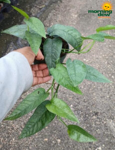 Pothos Cebu Blue 4in