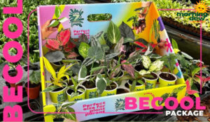 BeCool Mix