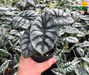 Alocasia Silver Dragon 4 in