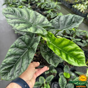 Alocasia Sinuata 6 in