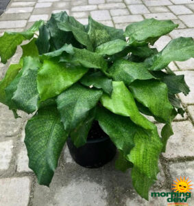 Calathea Musaica 8 in