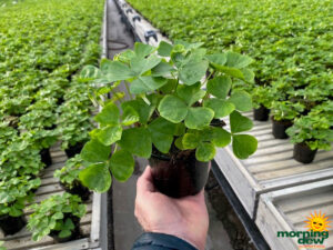 Oxalis Shamrock 4.5 in
