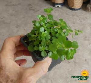 Pilea Baby Tears 3 in