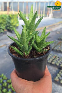 Succulents Aloe Juvenna 4 in