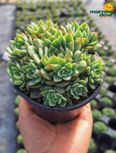 Succulents Echeveria Elisa 4 in