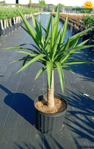 Yucca Cane 10 in