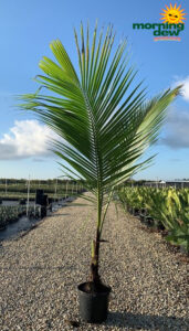 Palm Coconut 14 in