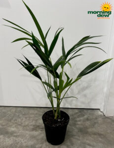 Palm Kentia 6 in