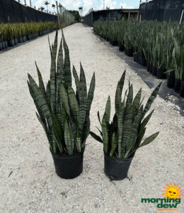 Sansevieria Zeylanica 10 in & 8 in