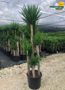 Yucca Cane 17 in