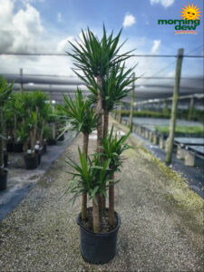 Yucca Cane 65432 17 in
