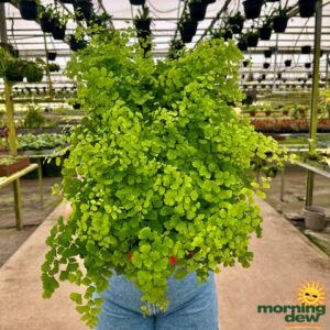 Fern Maidenhair Fragrans 4 in