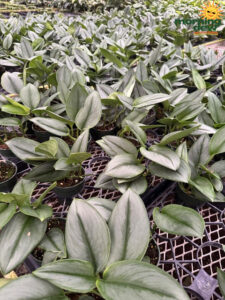 Philodendron Scindapsus Moonlight