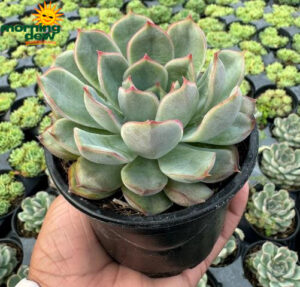 Succulents Echeveria Puldonis Bord Rose 4 in