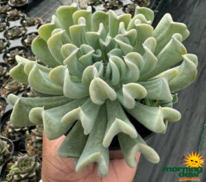 Succulents Echeveria Topsy Turvy 4 in