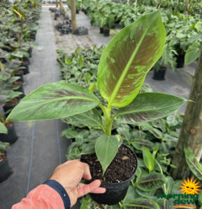Banana Cavendish Dwarf 6 in