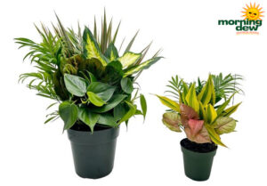 Combinations Assorted Foliage 6 in & 4 in