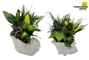 Dish Garden Ceramic Conch Shell 10 in