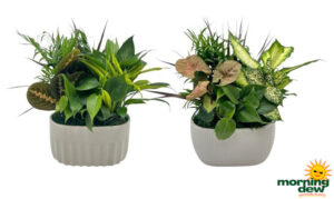 Dish Garden Ceramic Euro
