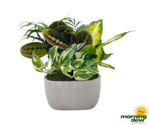 Dish Garden Ceramic Euro White Oval 6 in