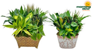 Dish Garden Cinnabar Window Box 14 in & 10 in
