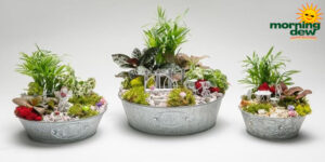Dish Garden Garden of Weedin