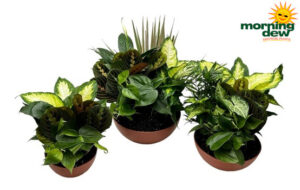 Dish Garden Terra Cotta Plastic