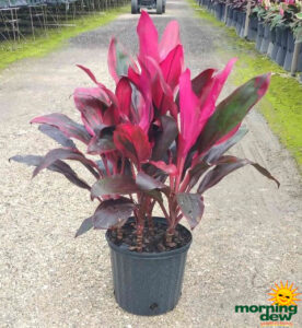 Dracaena Cordyline Cathy Ann 10 in