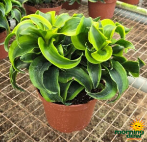 Dracaena Tornado 6 in